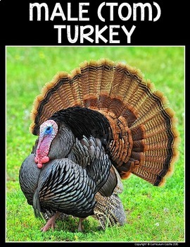 Turkeys Flip Book {Reading Comprehension & Craft} - Image 4