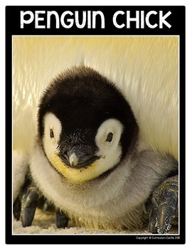Penguins Flip Book {Reading Comprehension & Craft} - Image 4