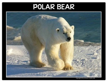 Polar Bears Flip Book {Reading Comprehension & Craft} - Image 4
