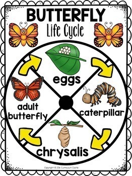 Life Cycle Interactive Wheels for the Year! - Image 2