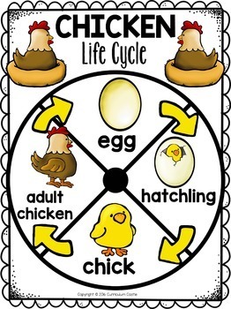 FREE Chicken Life Cycle Interactive Wheel Craft - Image 2
