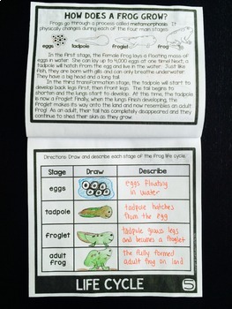 Frogs & Frog Life Cycle Flip Book {Reading Comprehension & Craft} - Image 3