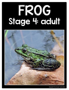 Frogs & Frog Life Cycle Flip Book {Reading Comprehension & Craft} - Image 4