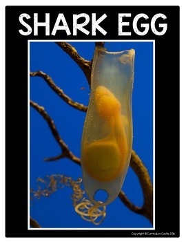 Sharks Flip Book {Reading Comprehension & Craft} - Image 4
