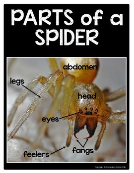 Spiders Flip Book {Reading Comprehension & Craft} - Image 4