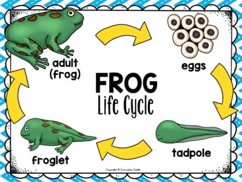 Frog Life Cycle Investigation - Image 2