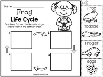 Frog Life Cycle Investigation - Image 3