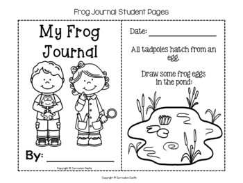 Frog Life Cycle Investigation - Image 4