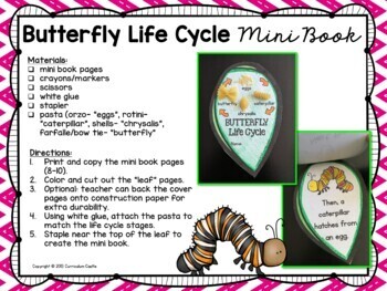 Butterfly Life Cycle Investigation - Image 2
