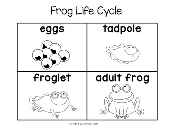 FREE Life Cycle Sequencing Cards: Butterfly and Frog - Image 3