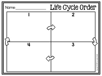 FREE Life Cycle Sequencing Cards: Butterfly and Frog - Image 4