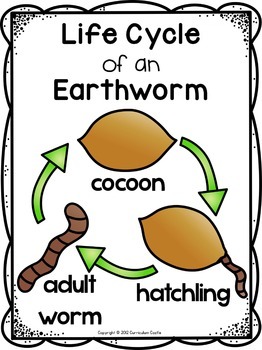 Worm Science Investigation Unit - Image 3