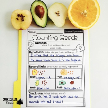 Parts of a Plant Science Activities Folder - Image 4