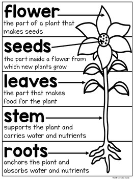 Plant Parts, Life Cycle & Needs Science Activities Folder BUNDLE - Image 2
