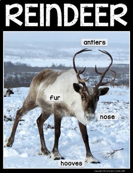 Reindeer (Caribou) Flip Book {Reading Comprehension & Craft} - Image 4