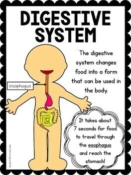 Human Body Systems Activities - Image 2