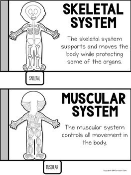 FREE Human Body Systems Tabbed Flip Book - Image 3