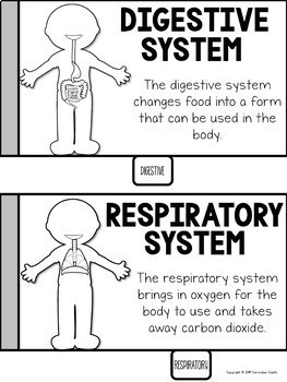FREE Human Body Systems Tabbed Flip Book - Image 4