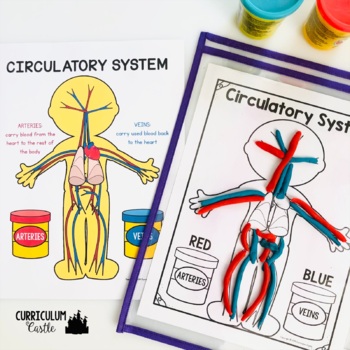 Five Senses & Human Body Systems Activities BUNDLE - Image 2