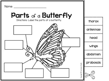 Butterfly and Frog Life Cycle Investigation BUNDLE - Image 2