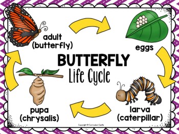 Butterfly and Frog Life Cycle Investigation BUNDLE - Image 3