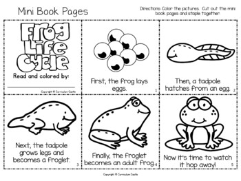 Butterfly and Frog Life Cycle Investigation BUNDLE - Image 4