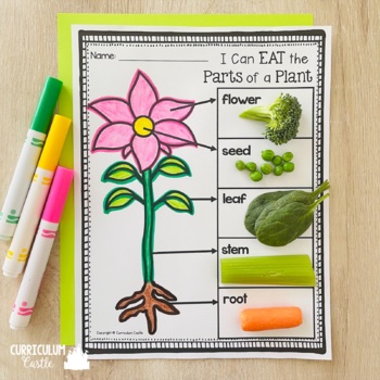 Plant Investigation Unit: All About Plants, Life Cycle and Needs - Image 4
