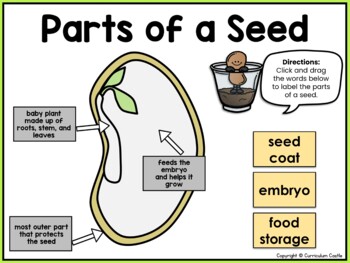 Plants Digital Activities for Google Slides™ - Image 4