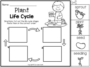 Plants: Plant Life Cycle Print & Digital Activities BUNDLE - Image 2