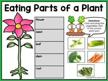 Plants: Plant Life Cycle Print & Digital Activities BUNDLE - Image 4