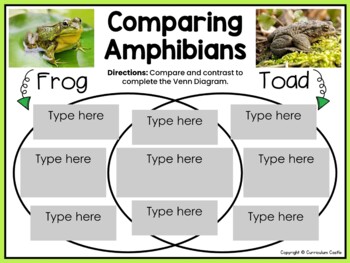 Frogs Digital Activities for Google Slides™ - Image 3