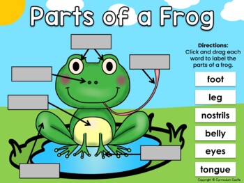 Frogs Digital Activities for Google Slides™ - Image 4