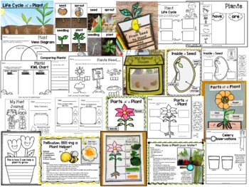 Life Cycles BUNDLE: Plant, Pumpkin, Butterfly & Frog! - Image 3