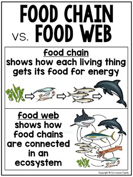 Food Chains, Food Webs and Ecosystems Activities - Image 2