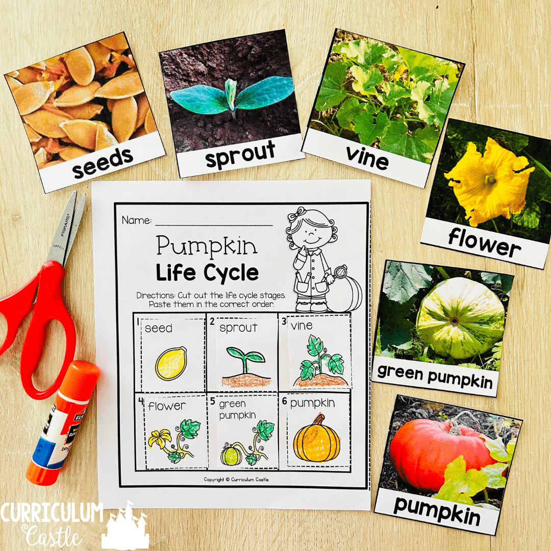 pumpkin life cycle